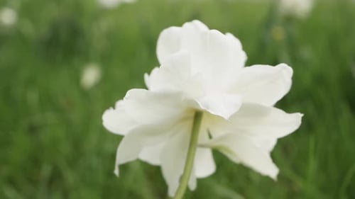 blooming tulips on green grass