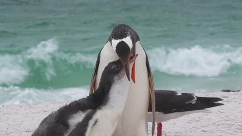 Gentoo Penguins Mother Feeding Child Regurgitates Food Wild Falkland Islands Beach Wildlife