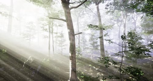 Sunlight Filters Through the Dense Foliage of a Tranquil Forest at Dawn