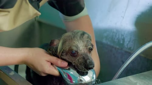Hairless Dog Being Washed by a Groomer