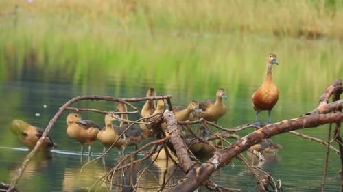 pollitos de pato silbando en el estanque