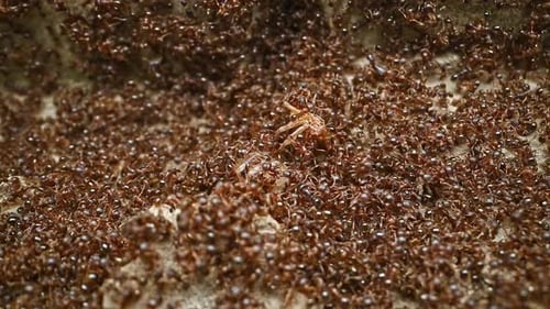 Ant anthill
