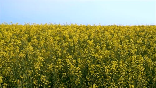 Gelber Raps, blühendes Rapsfeld für die Ernte von Biokraftstoff und Öl