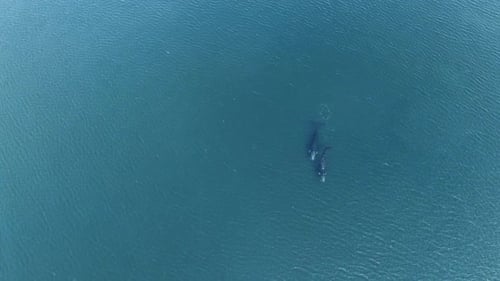 reference shot of two whales swimming on shallow clear sea - Aerial extreme wide shot