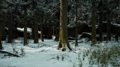 A Tranquil Winter Forest Landscape with Snow Covered Trees and Pathways