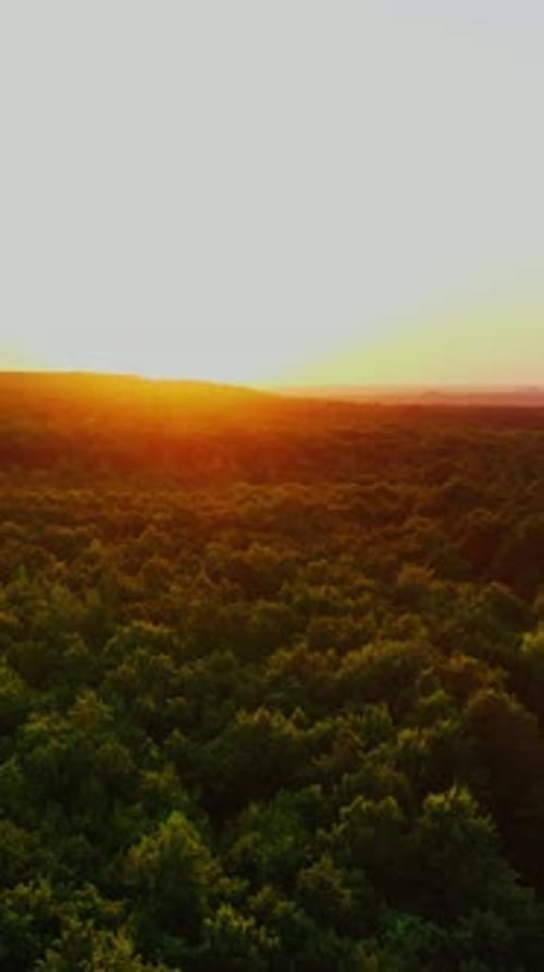 Green forest at sunset. Flying over the trees in summer wood in the evening.