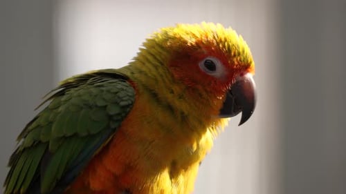 Primer plano de Sun Periakeet o Sun Conure Bird retroiluminado