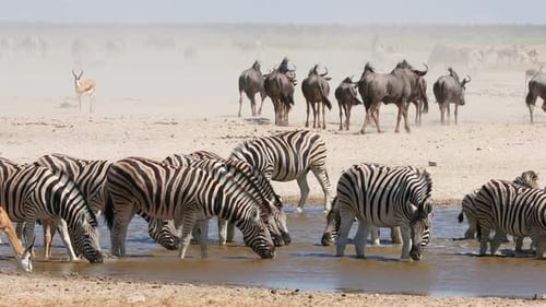 African Wildlife At A Waterhole, Etosha National Park