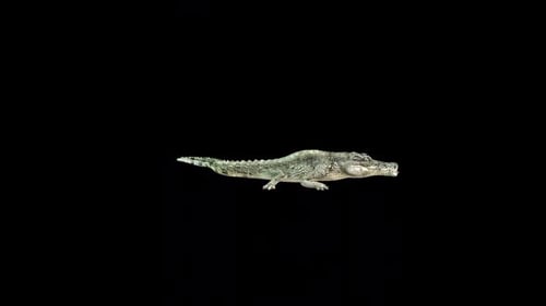 Crocodile Eat