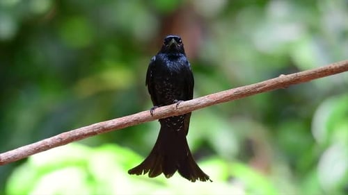 A black bird with iridescent feathers reflecting beautiful colours from a light source and found acr