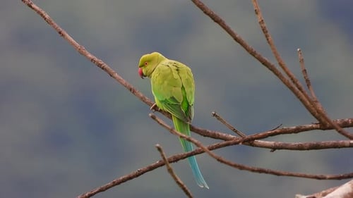 Parrot in tree mp4 4k ...