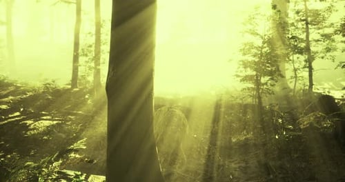 Serene Forest Bathed in Golden Rays of Sunlight During the Morning Hours