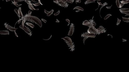 Elegant Falling Dark Feathers Organic Transition Effect
