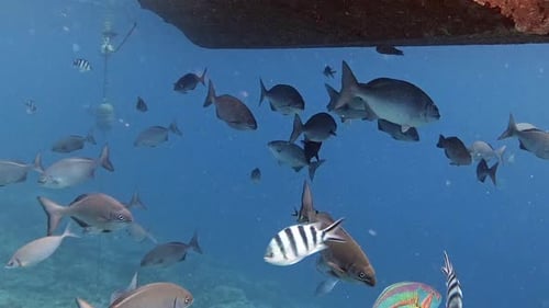 Beautiful Underwater view of the coral reef and Tropical Fish - Close Up Shot