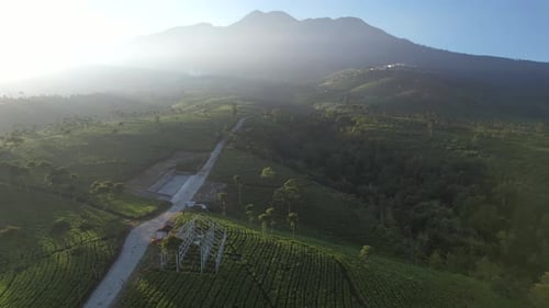 Sunrise over Tea field and Mountain