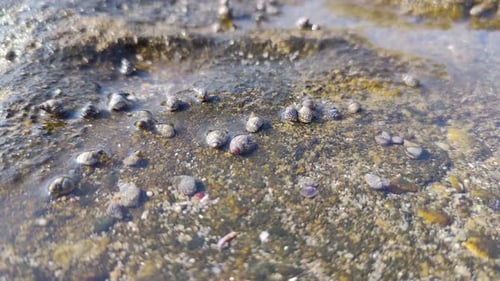 small sea creatures and shells that move