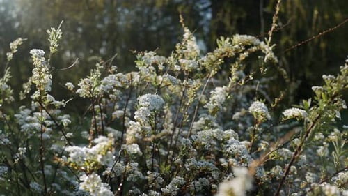 Frischer, sonniger Morgen in der Natur, blühender Busch