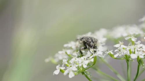 Makroaufnahme eines schwarzen Käfers, der weiße Blüten an einem Sommertag bestäubt