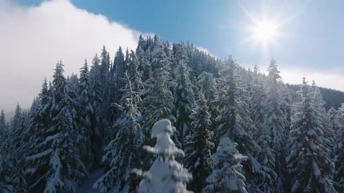 White Cold Winter Sun Shining Wonderful Nature Frozen Winter Mountain Fir Forest