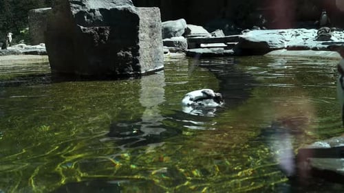 Penguin scratching his side and floundering in the water in an aquarium. Group of Humboldt Penguins