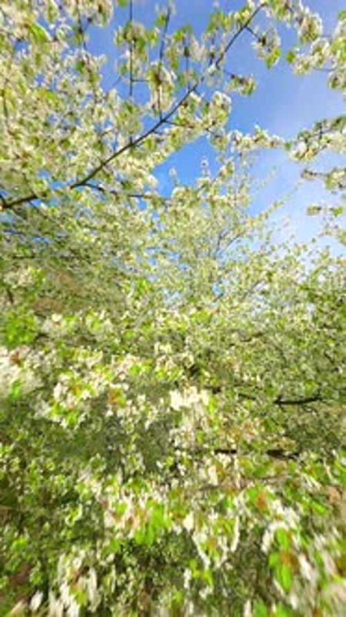 Smooth FPV Flight Through Blooming Trees with White Flowers in Spring