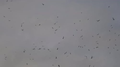 Birds Flying Flock Lots Hundreds Seabirds Background Sky Isolated Wild Nature UK