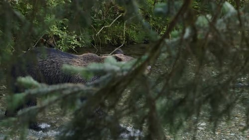 Obscured behind foreground branches, large brown bear walks in river