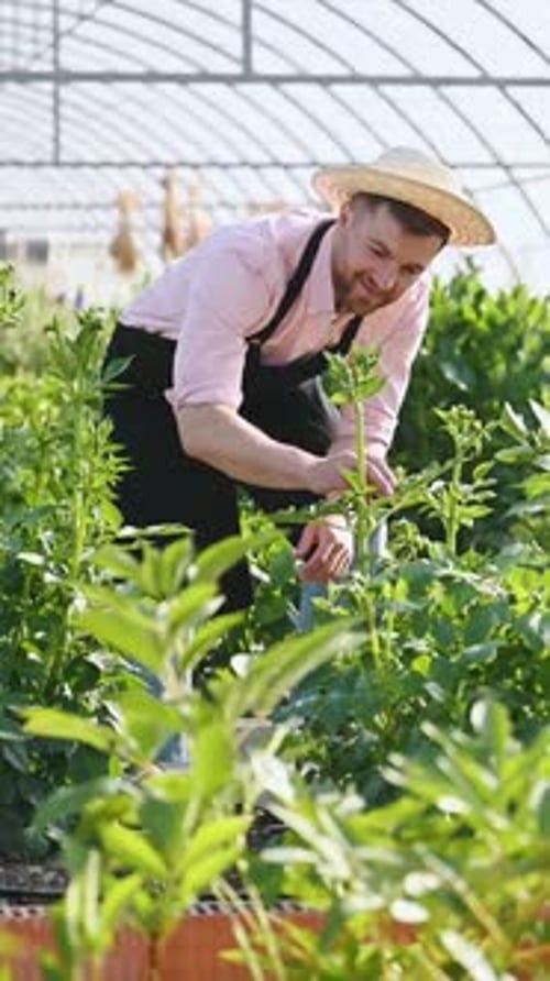 Adult tending plants inside vibrant greenhouse