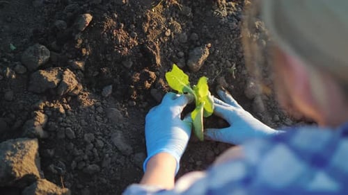 A Woman Plants a Cabbage Seedling Work on the Farm Concept