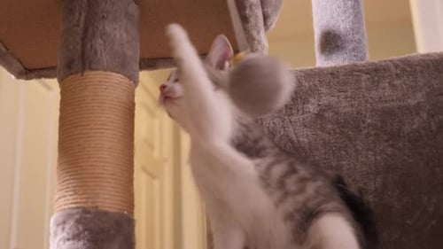 Playful Kitten Interacting With Toy On Cat Tree