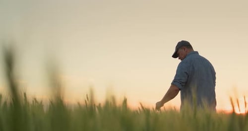 Farmer in a Field of Wheat Touches the Ears with His Hand Rear View