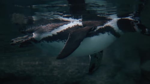 Underwater view of a Humboldt Penguin swimming in the water