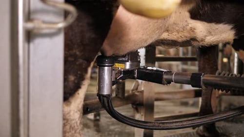 Gros plan d'une machine automatisée pour la traite des vaches dans une ferme laitière moderne