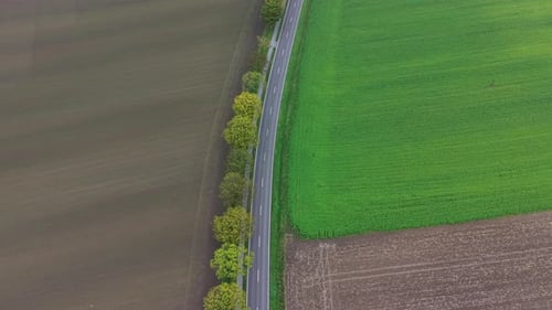 Aerial trip down of tree-lined street in rural countryside of american. Soil and green cropland