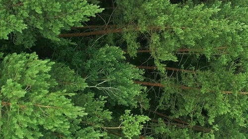 Lush Green Forest Treetops Aerial View