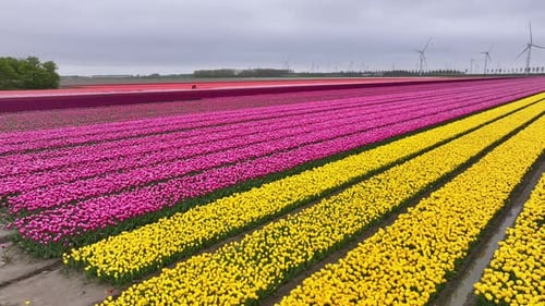 Blooming Tulip Fields In The Netherlands - Aerial Drone Shot