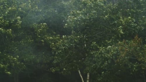 Strong Storm Wind with a Downpour Bends Tree Branches in the Park