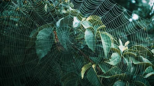 Ein Spinnennetz erstrahlt in morgendlicher Feuchtigkeit