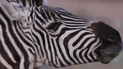 zebra chewing food extreme closeup