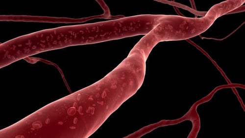 Microscopic View of Blood Cells Circulating in a Blood Vessel