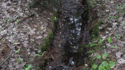 Small Forest Stream Through Leaves and Moss