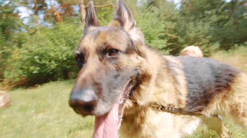 Close-up video of German Shepherd dog standing in a field with a girl.