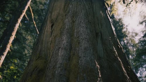 Close up of a big trunk of a pine tree in a forest