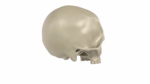 3D Model of Human Skull Side View