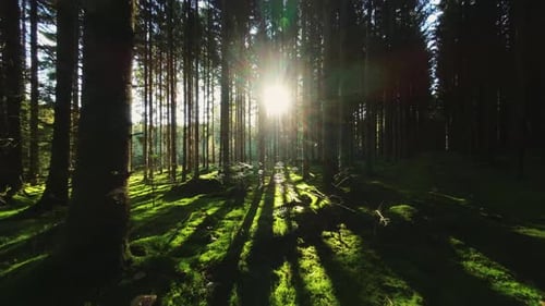 Drone à travers une forêt verdoyante avec le soleil qui brille à travers les arbres