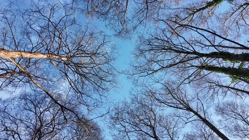 Forest Sky Wide