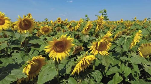 Sunflowers Field in Summer