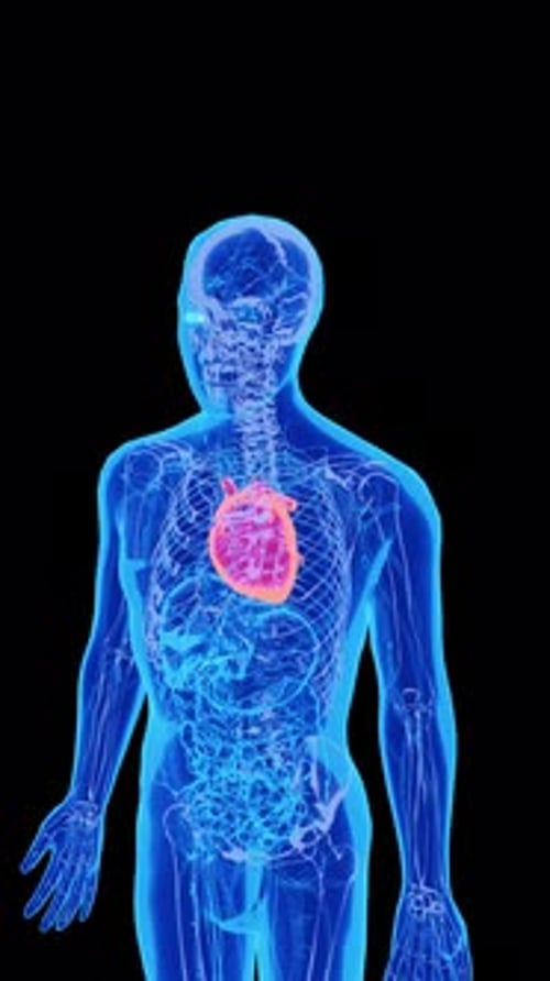 3D Holographic Human Body Scan with Beating Heart Animation