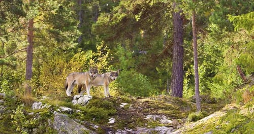 Two Gray Wolves in Scandinavian Forest on Rocky Hill
