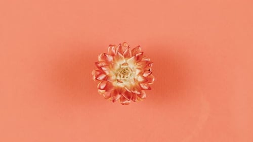 Dried Flower Helichrysum Opens in Water on Pink Background Summer Bright Texture Studio Shot for Spa